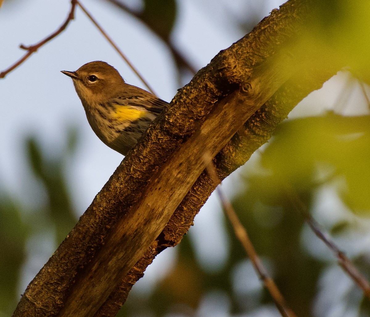 Yellow-rumped Warbler - ML503052621