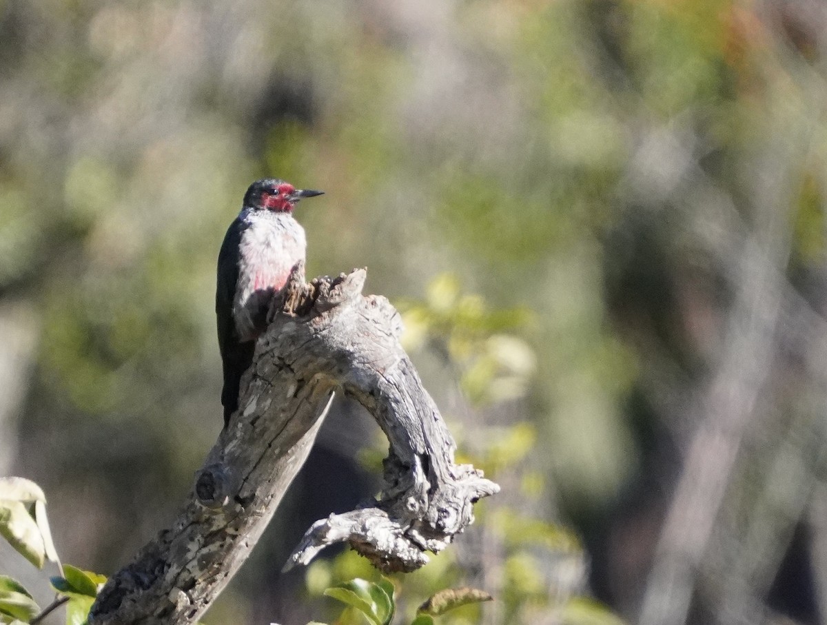 Lewis's Woodpecker - ML503054061