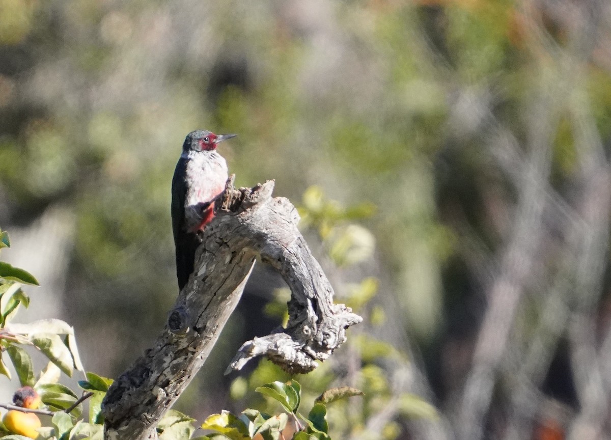 Lewis's Woodpecker - ML503054071