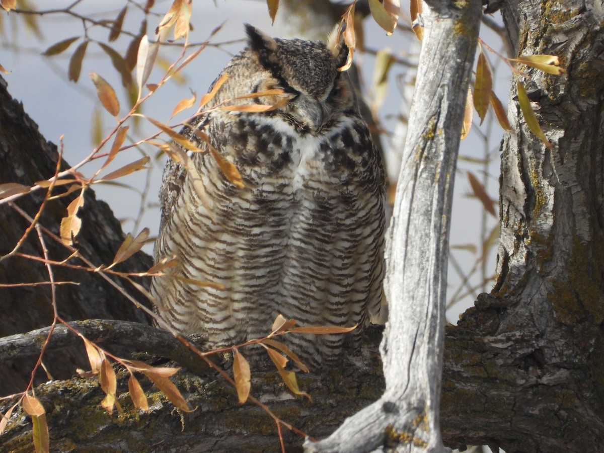 Great Horned Owl - ML503054151