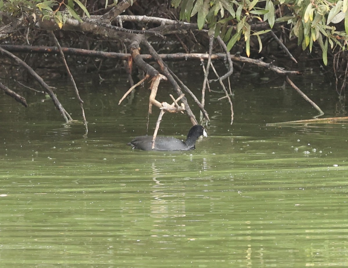American Coot - ML503056111