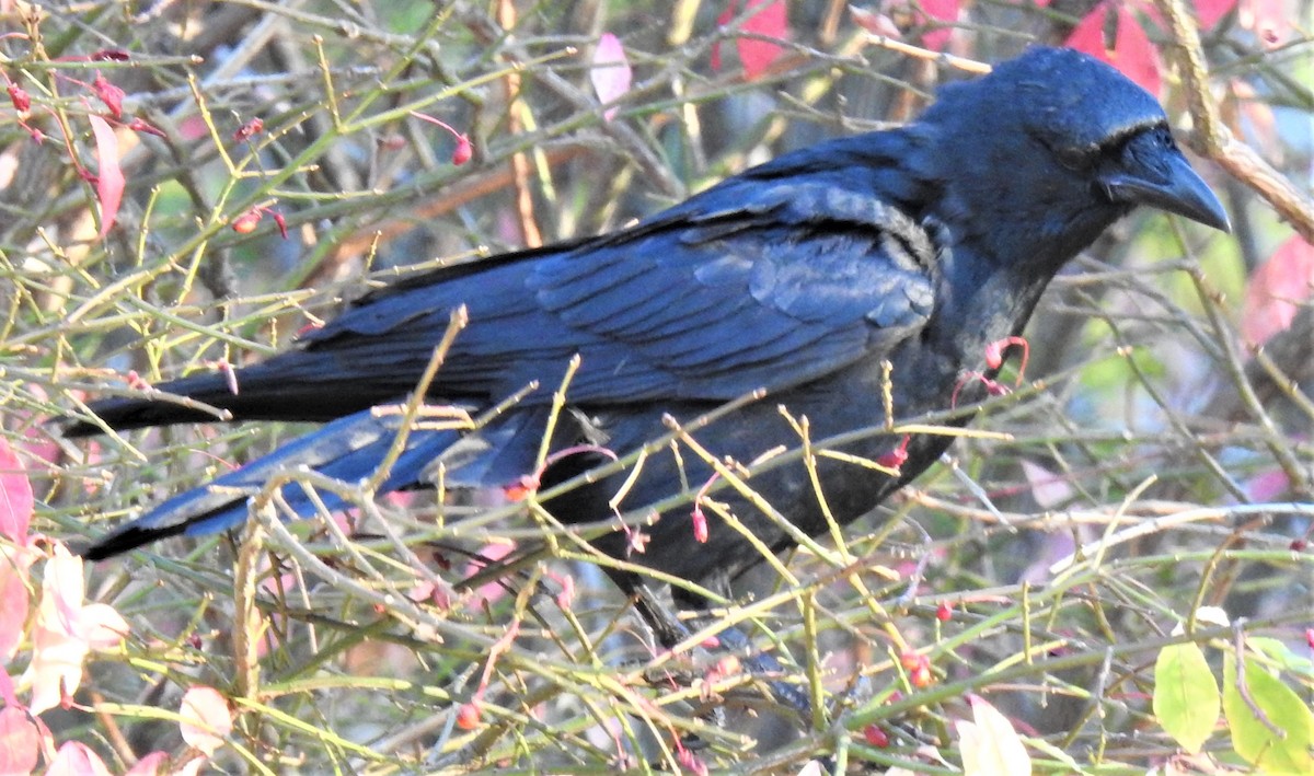 Fish Crow - ML503056391