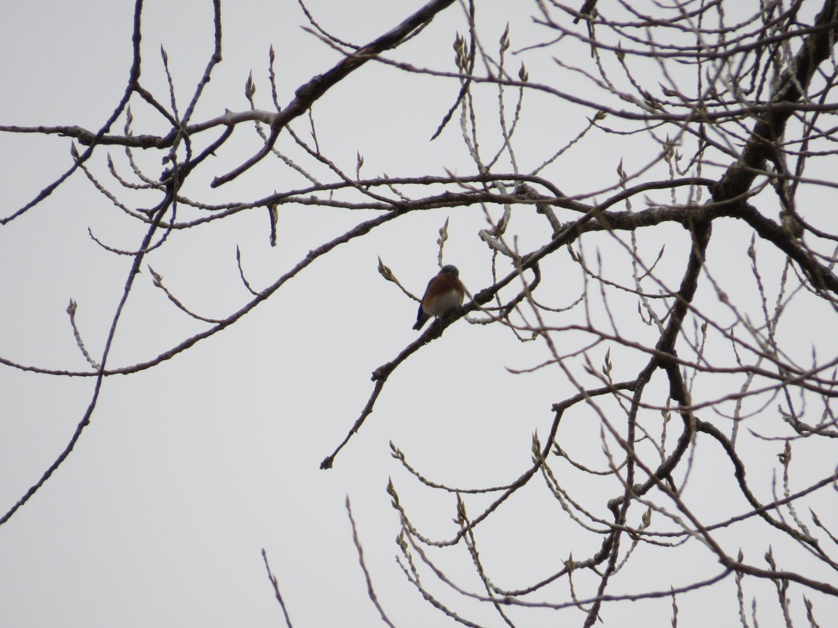 Eastern Bluebird - ML503056581