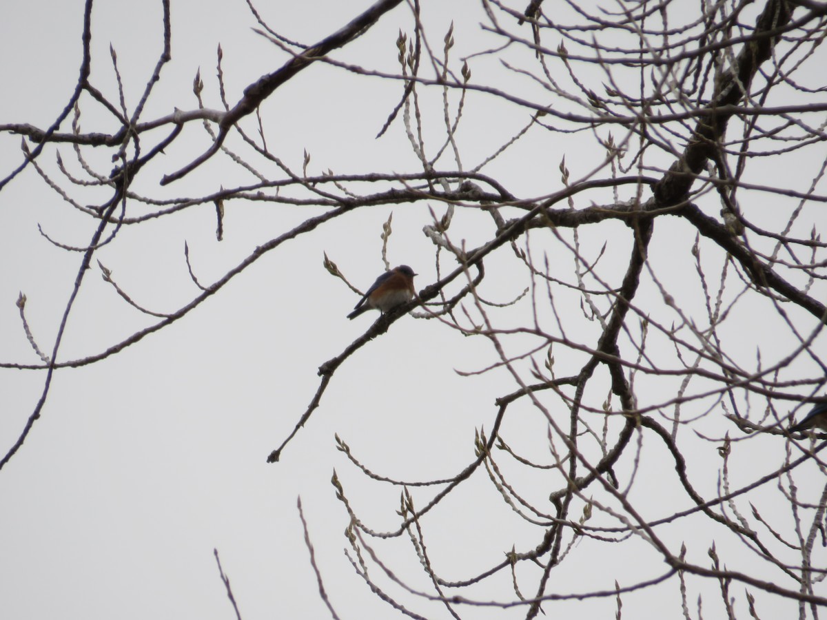Eastern Bluebird - ML503056601