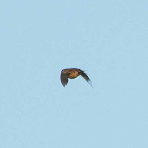 American Pipit - ML503056661