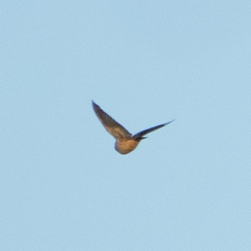 American Pipit - ML503056671