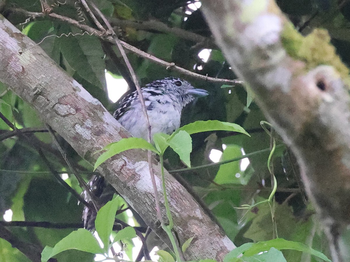 Spot-backed Antshrike - ML503058811