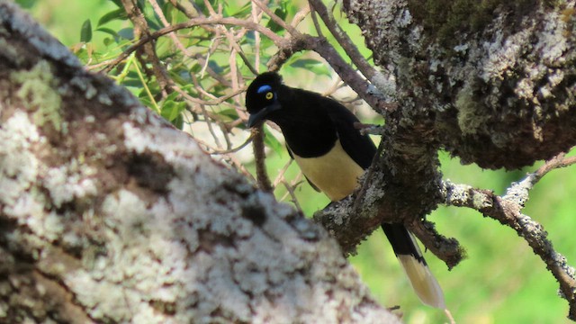 plysjskrike - ML503059411