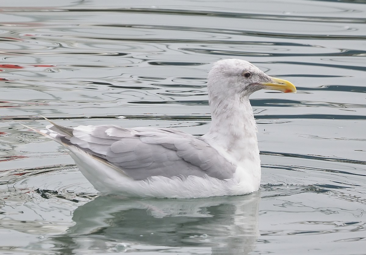 Glaucous-winged Gull - Aidan Brubaker