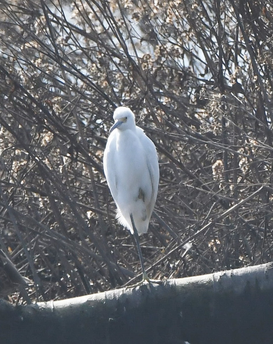 Snowy Egret - Jim Macaluso