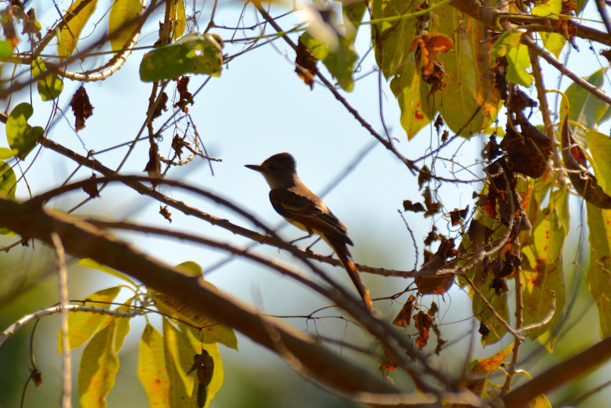 Ash-throated Flycatcher - Nate Brown