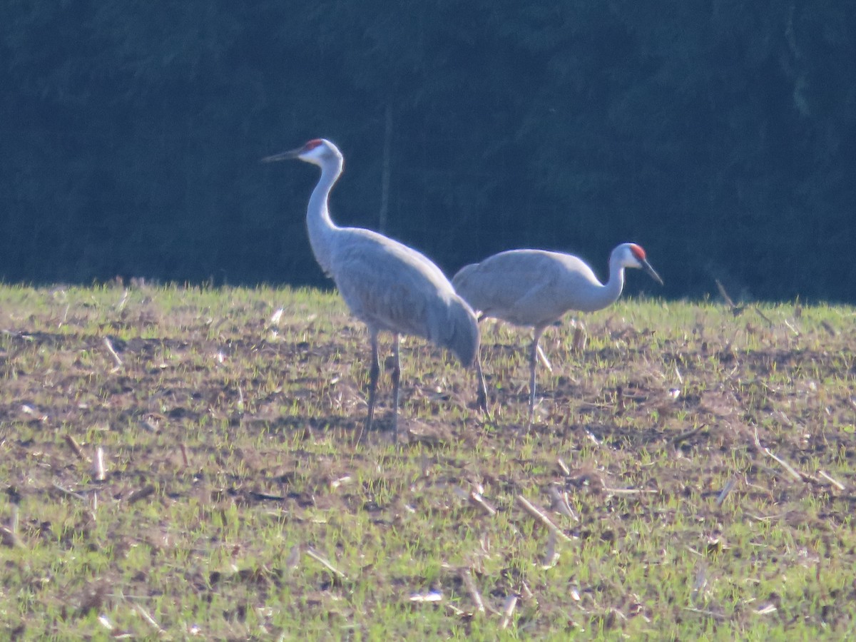 Sandhill Crane - Scott Bond