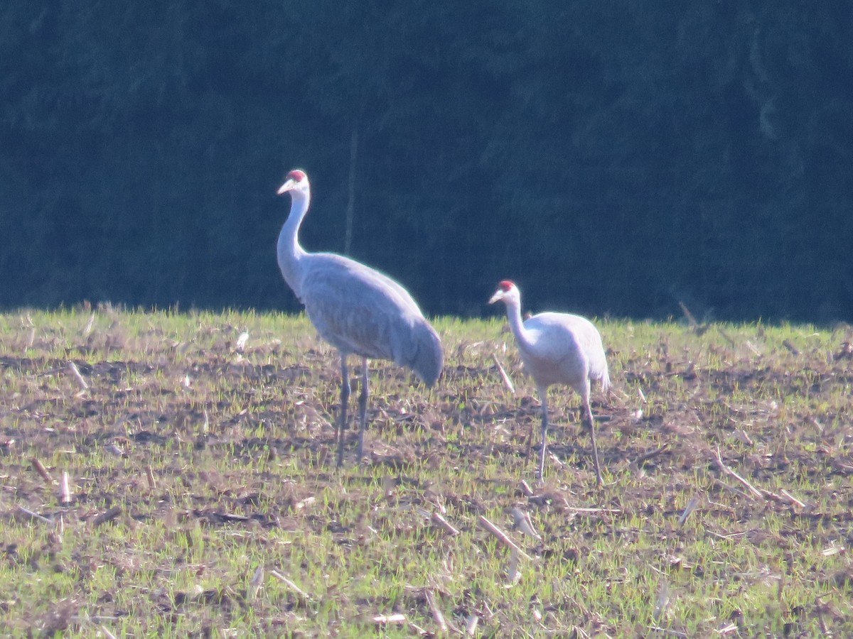 Sandhill Crane - Scott Bond