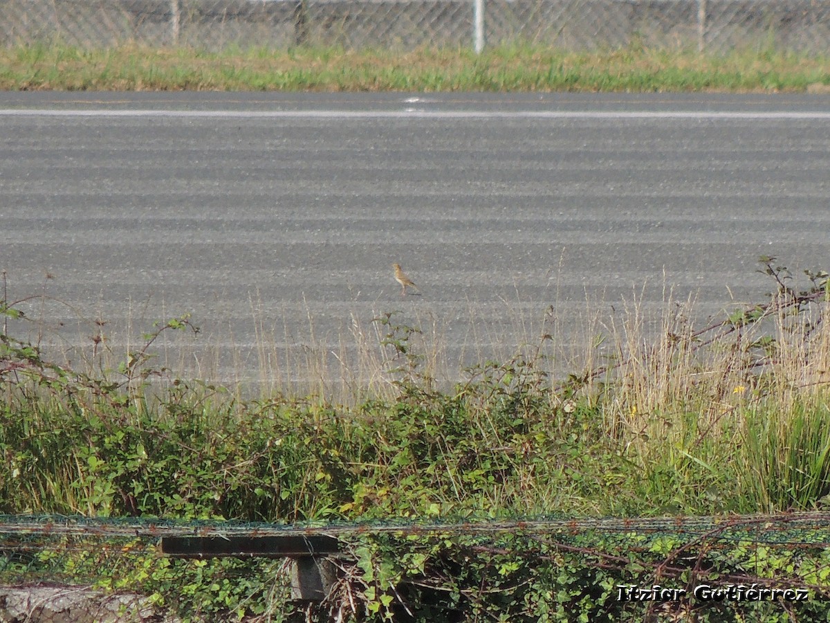 Richard's Pipit - ML503064821