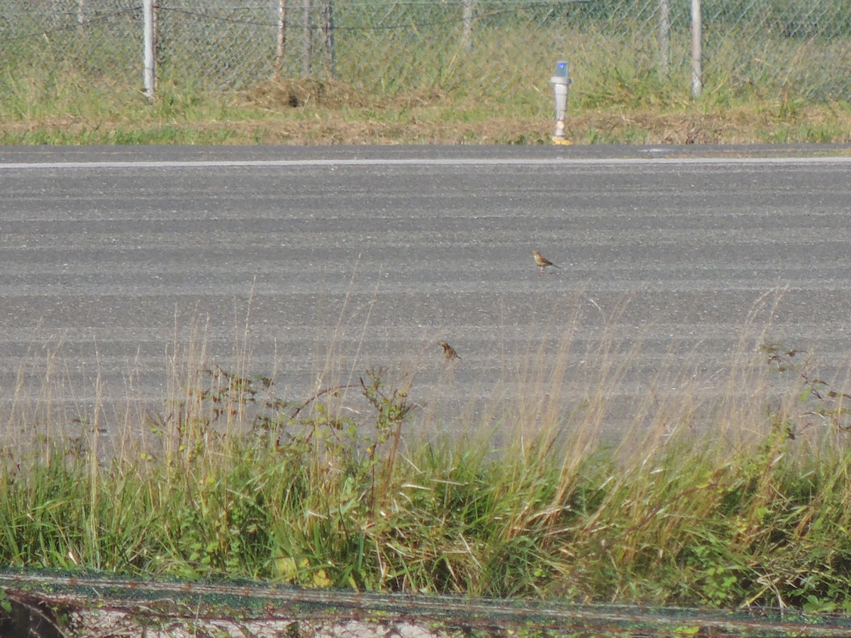 Richard's Pipit - Itziar Gutiérrez Uranga 🪶