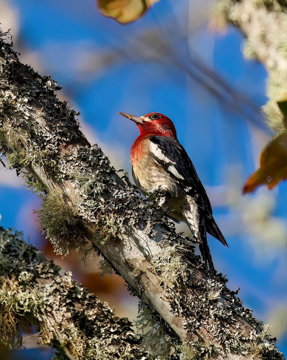 Red-breasted Sapsucker - ML503065461