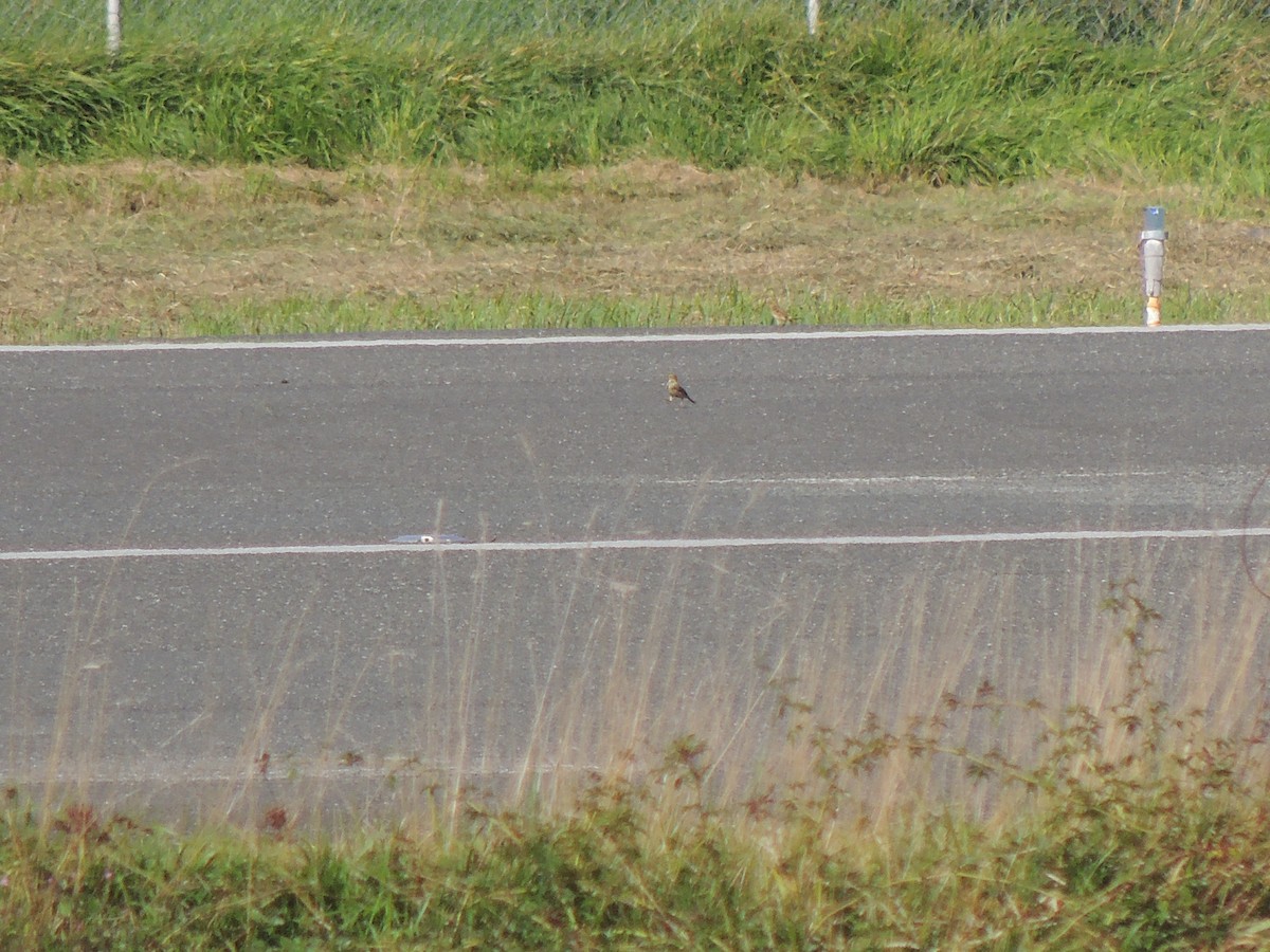 Richard's Pipit - ML503065561