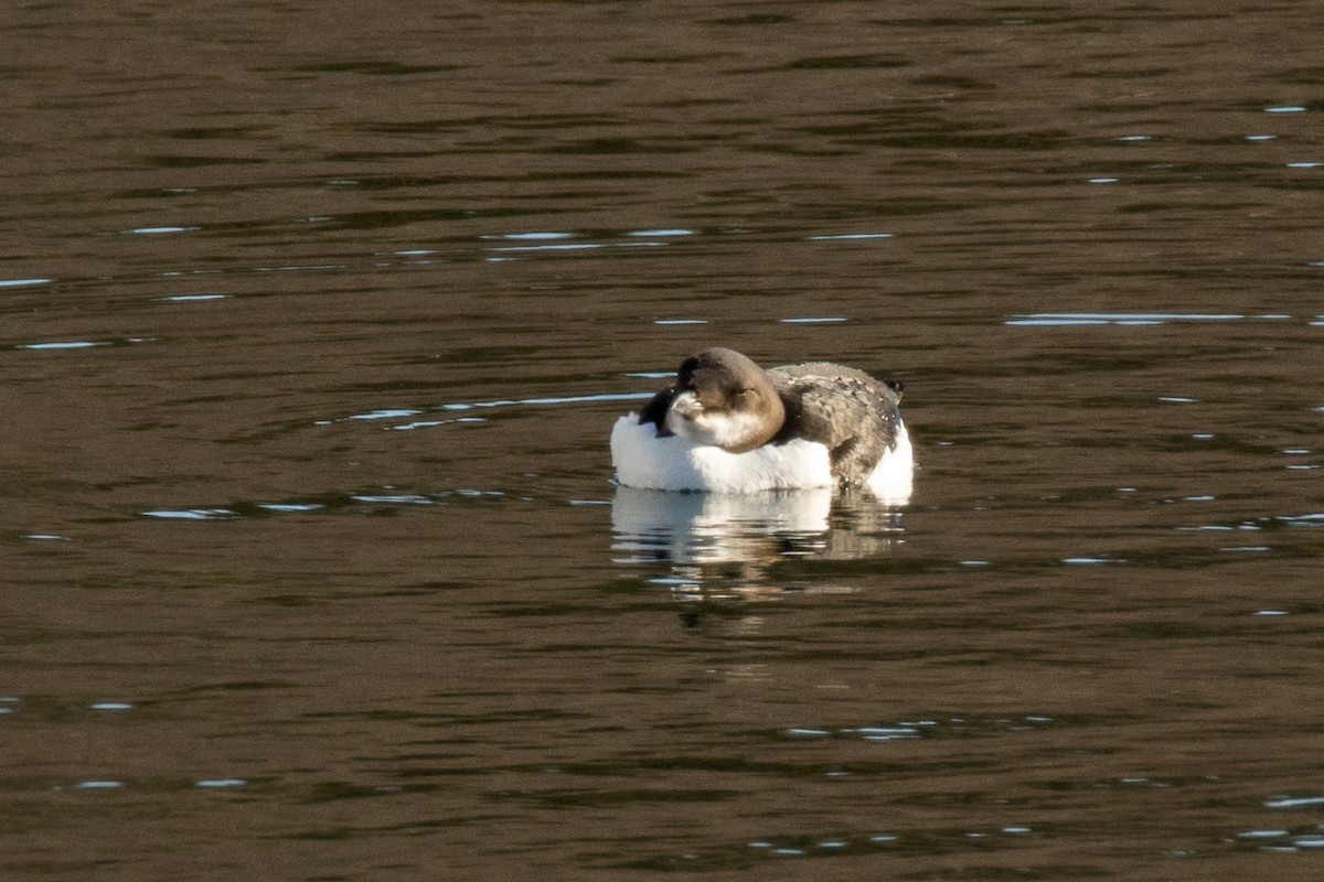 Thick-billed Murre - ML503066311