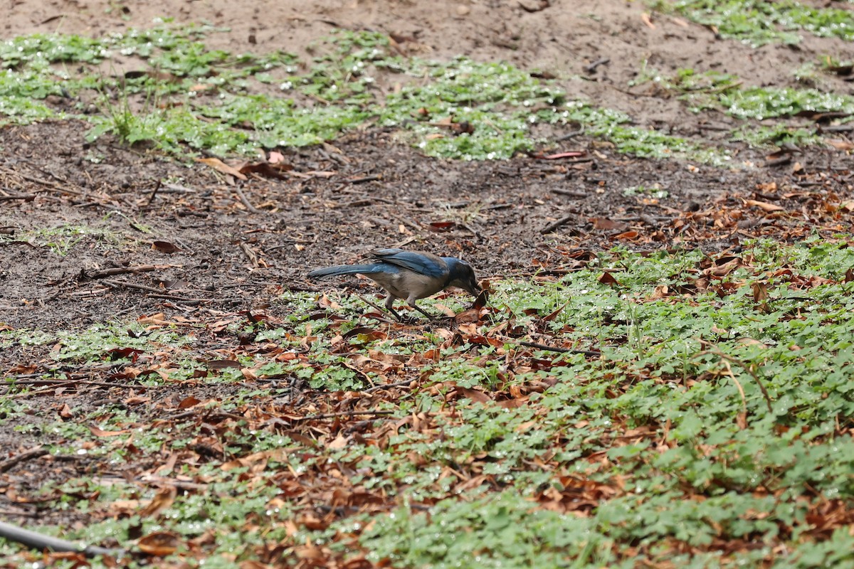 California Scrub-Jay - ML503067401