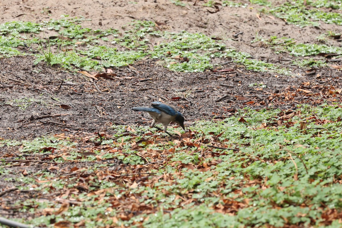 California Scrub-Jay - ML503067451