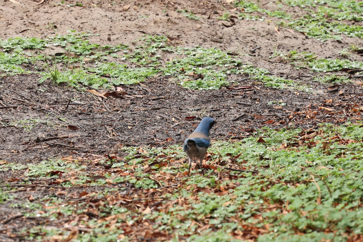 California Scrub-Jay - ML503067461