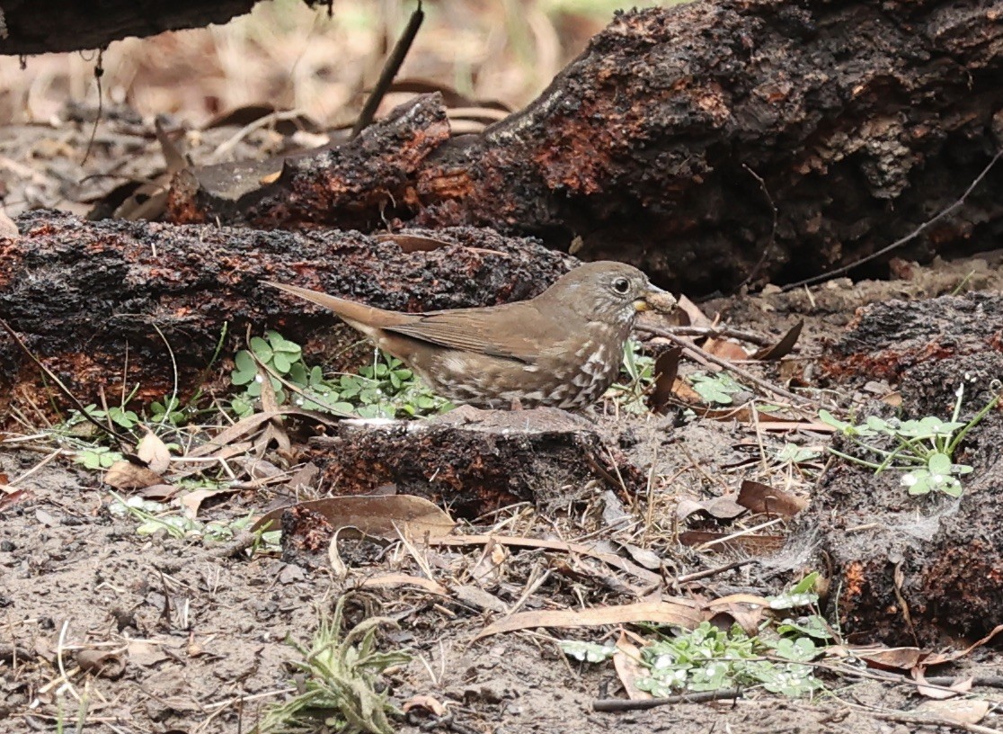 Fox Sparrow - ML503067651