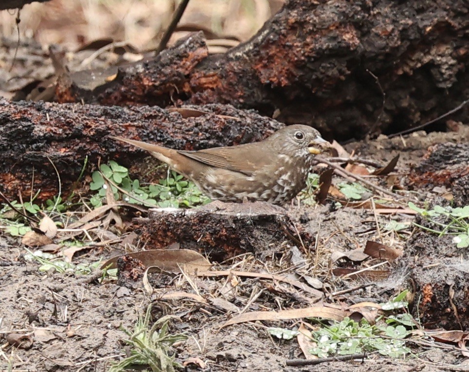 Fox Sparrow - ML503067681