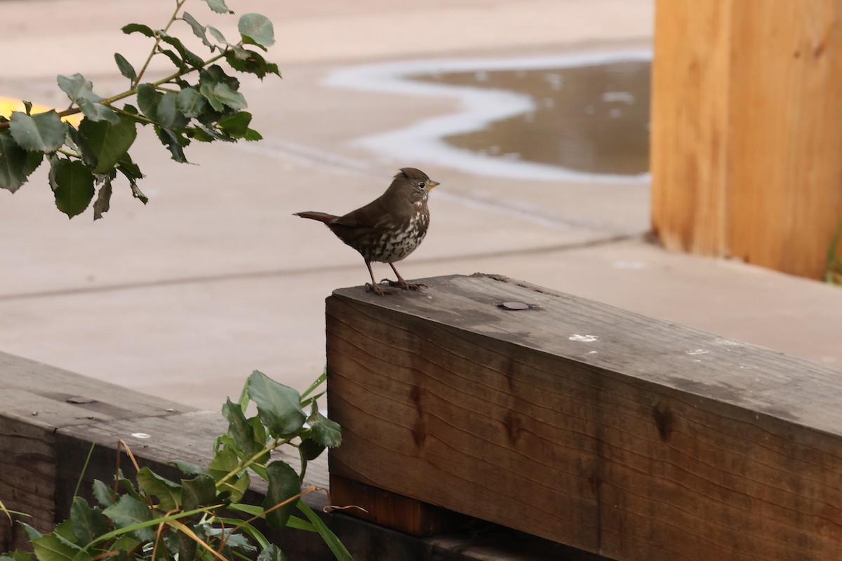 Fox Sparrow - ML503067781