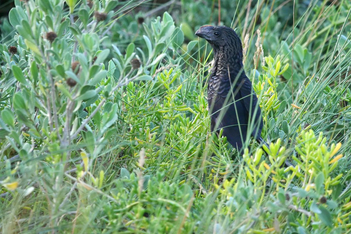 Smooth-billed Ani - ML503069521