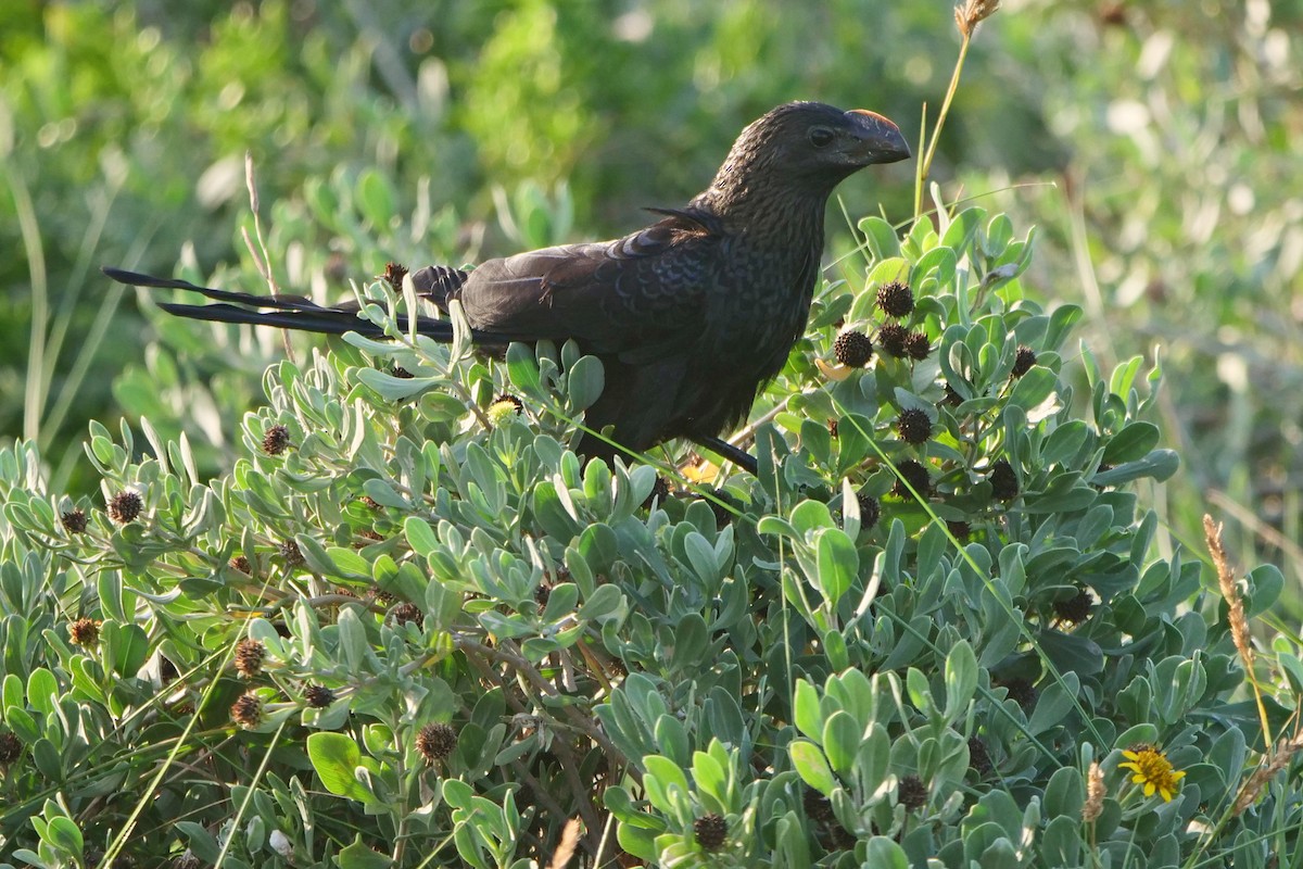 Smooth-billed Ani - ML503069661