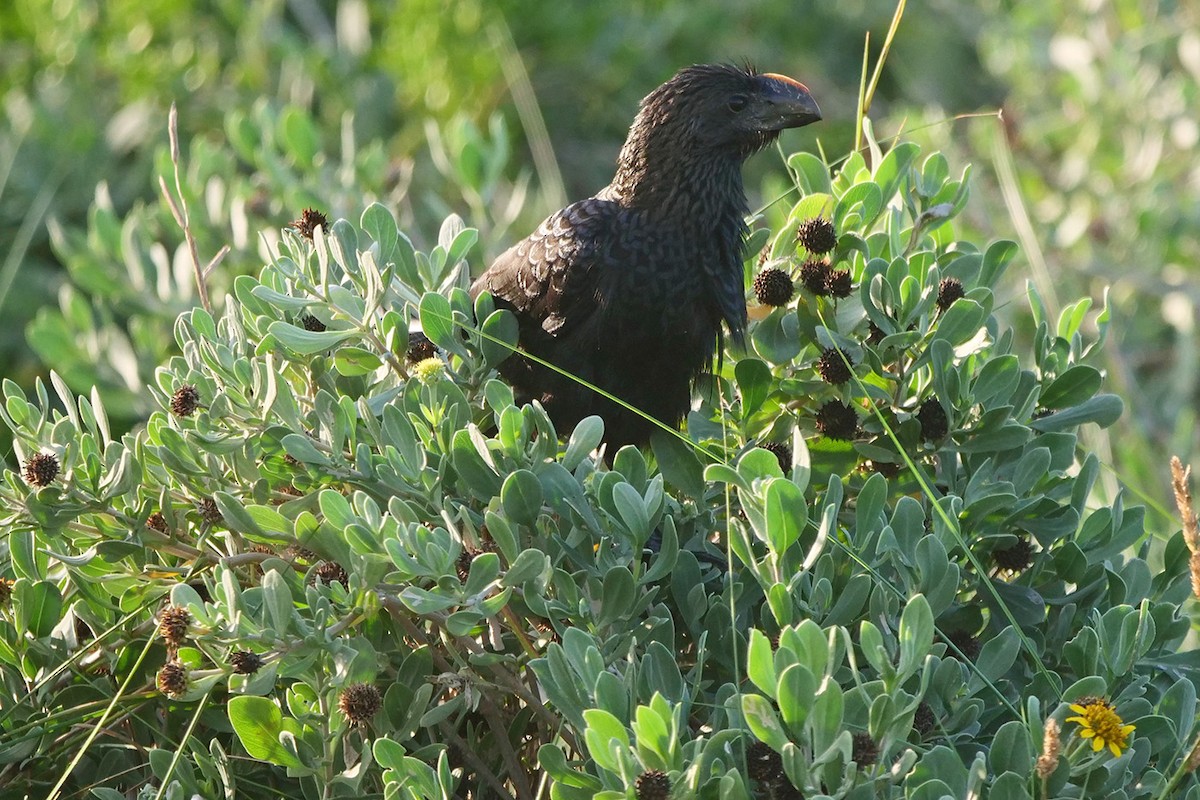 Smooth-billed Ani - ML503069691