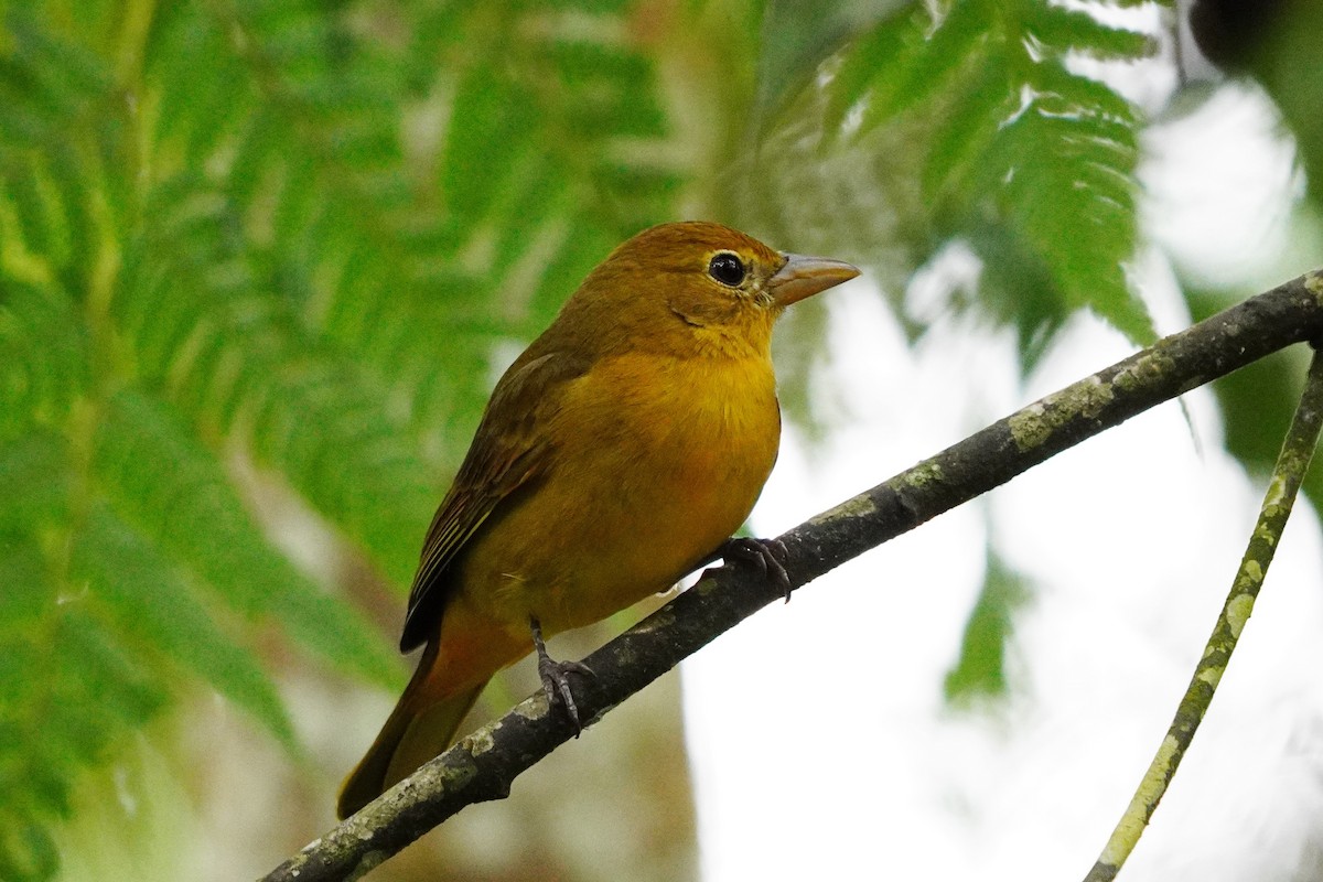 Summer Tanager - ML503069711