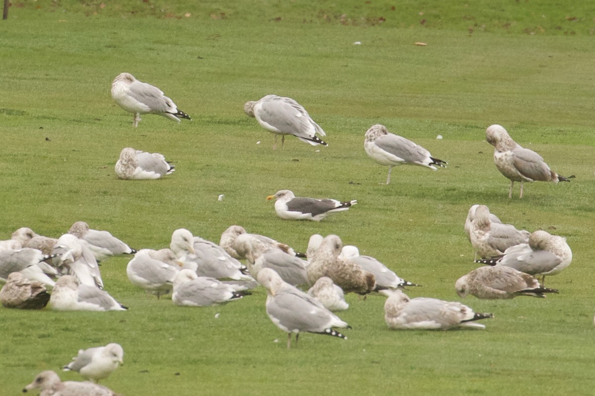 Gaviota Sombría - ML503070801