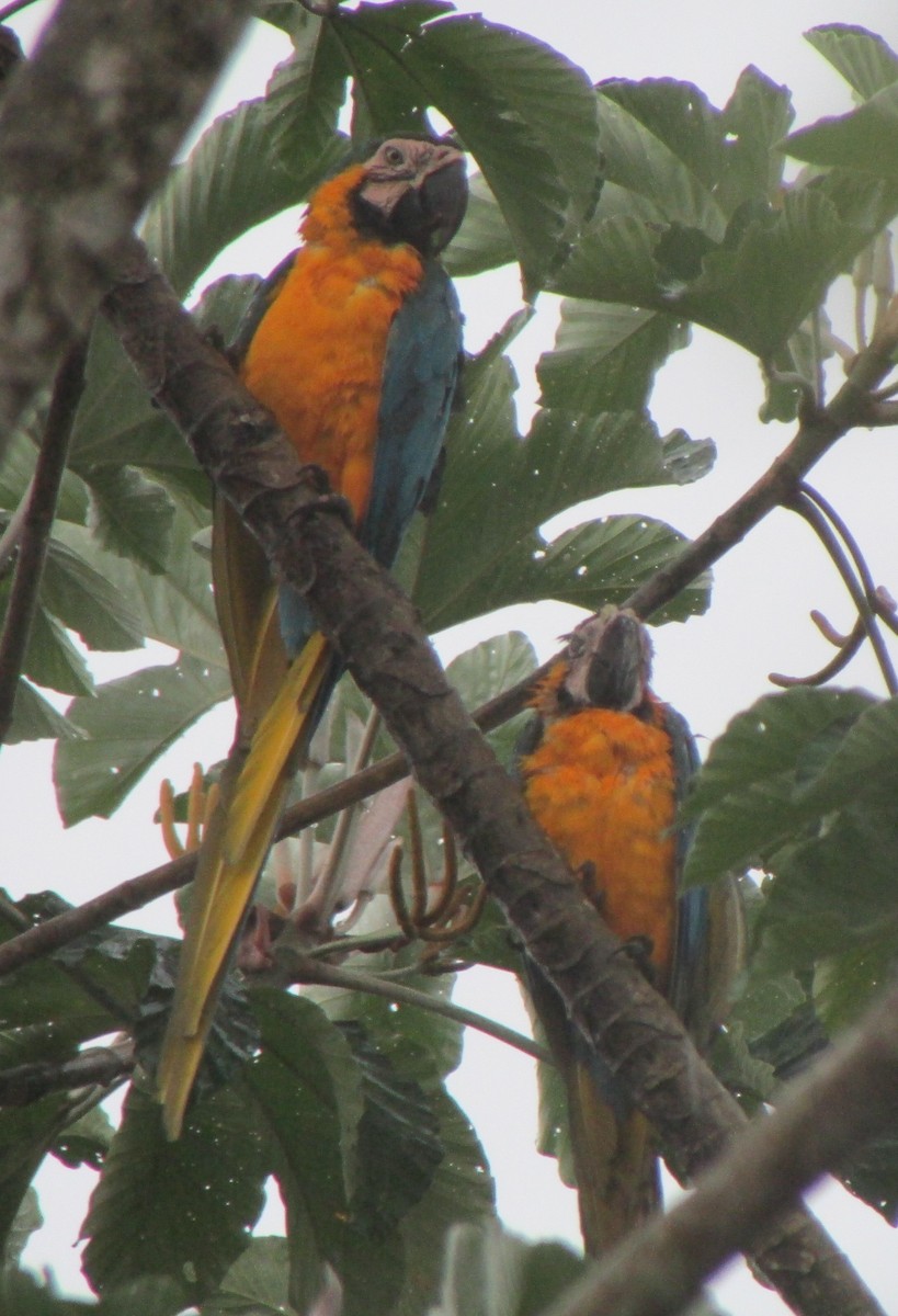 Blue-and-yellow Macaw - ML503070981