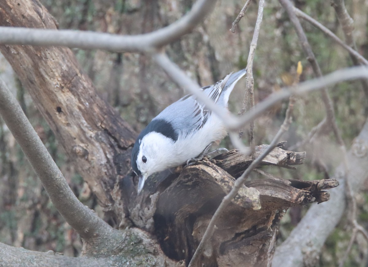 White-breasted Nuthatch - ML503071061