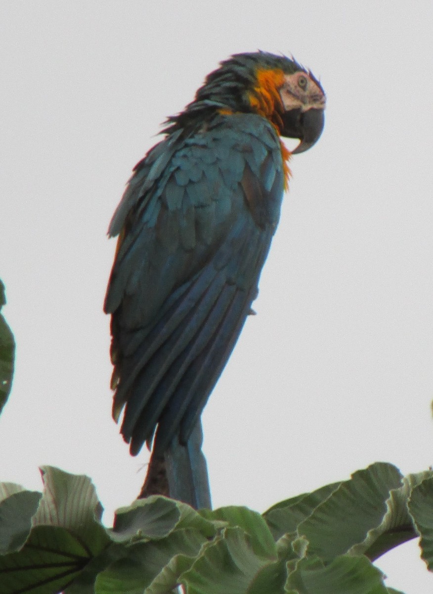 Blue-and-yellow Macaw - ML503071241