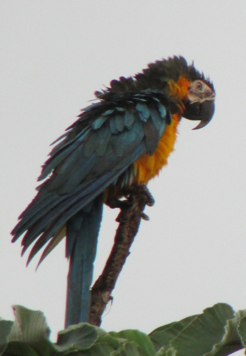 Blue-and-yellow Macaw - ML503071431