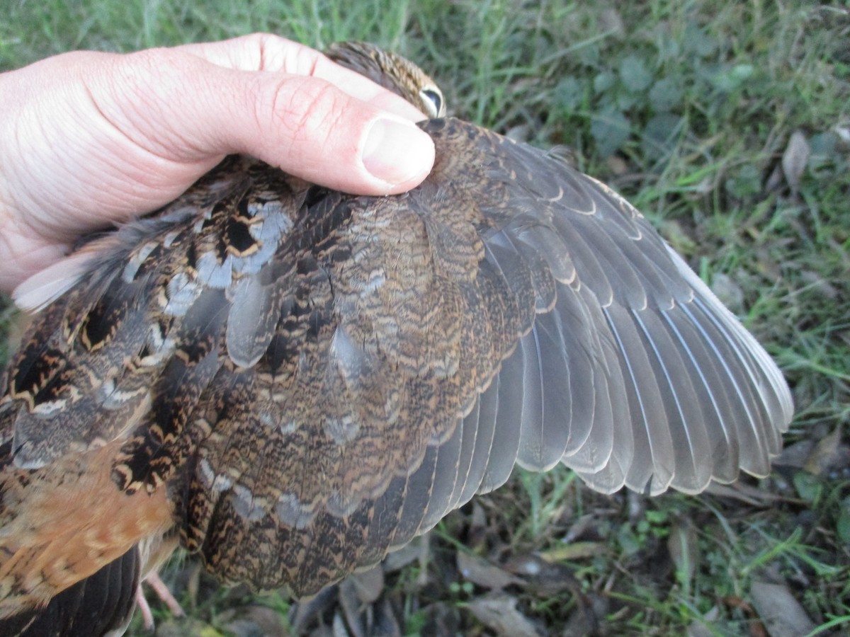 American Woodcock - ML503071841