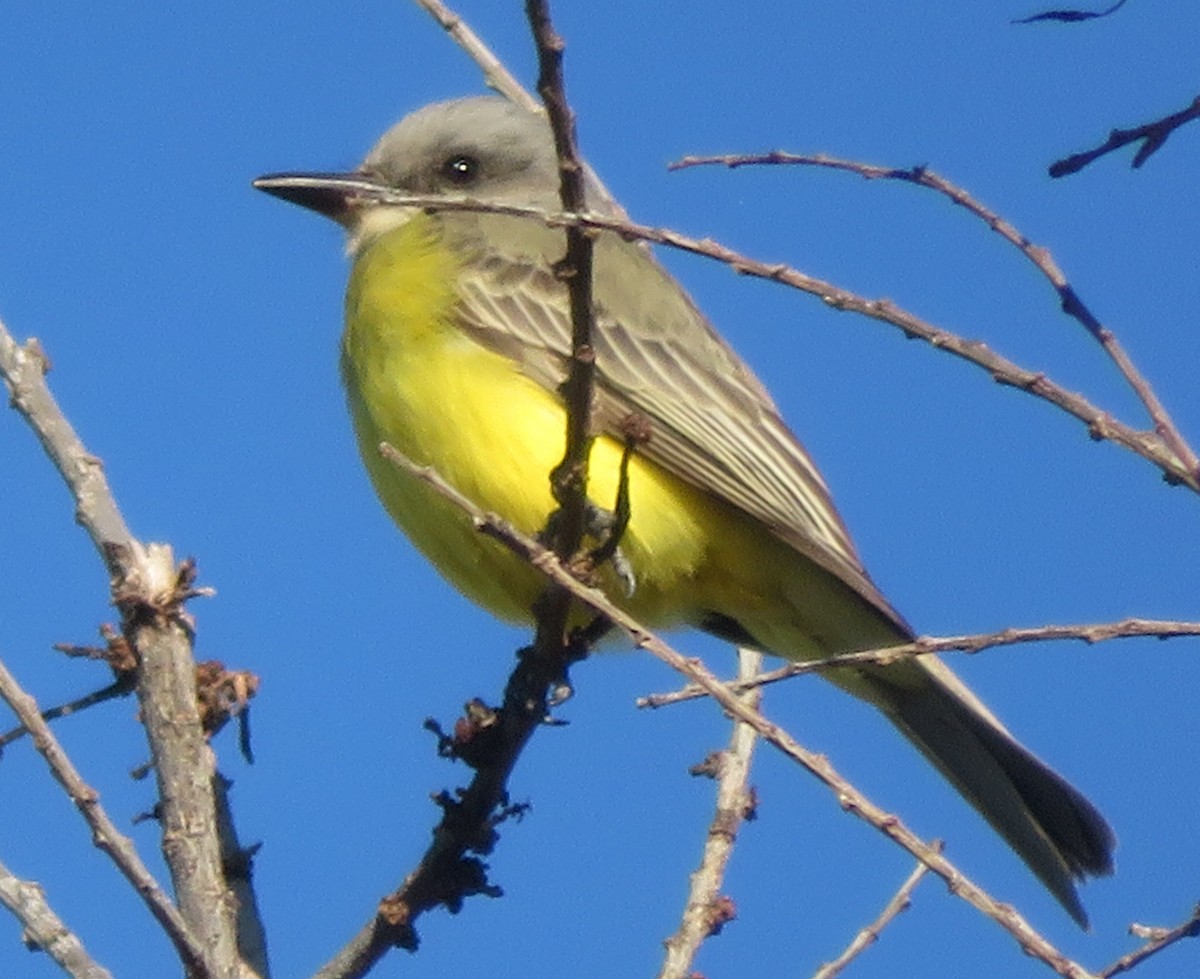 Tropical Kingbird - ML503071951