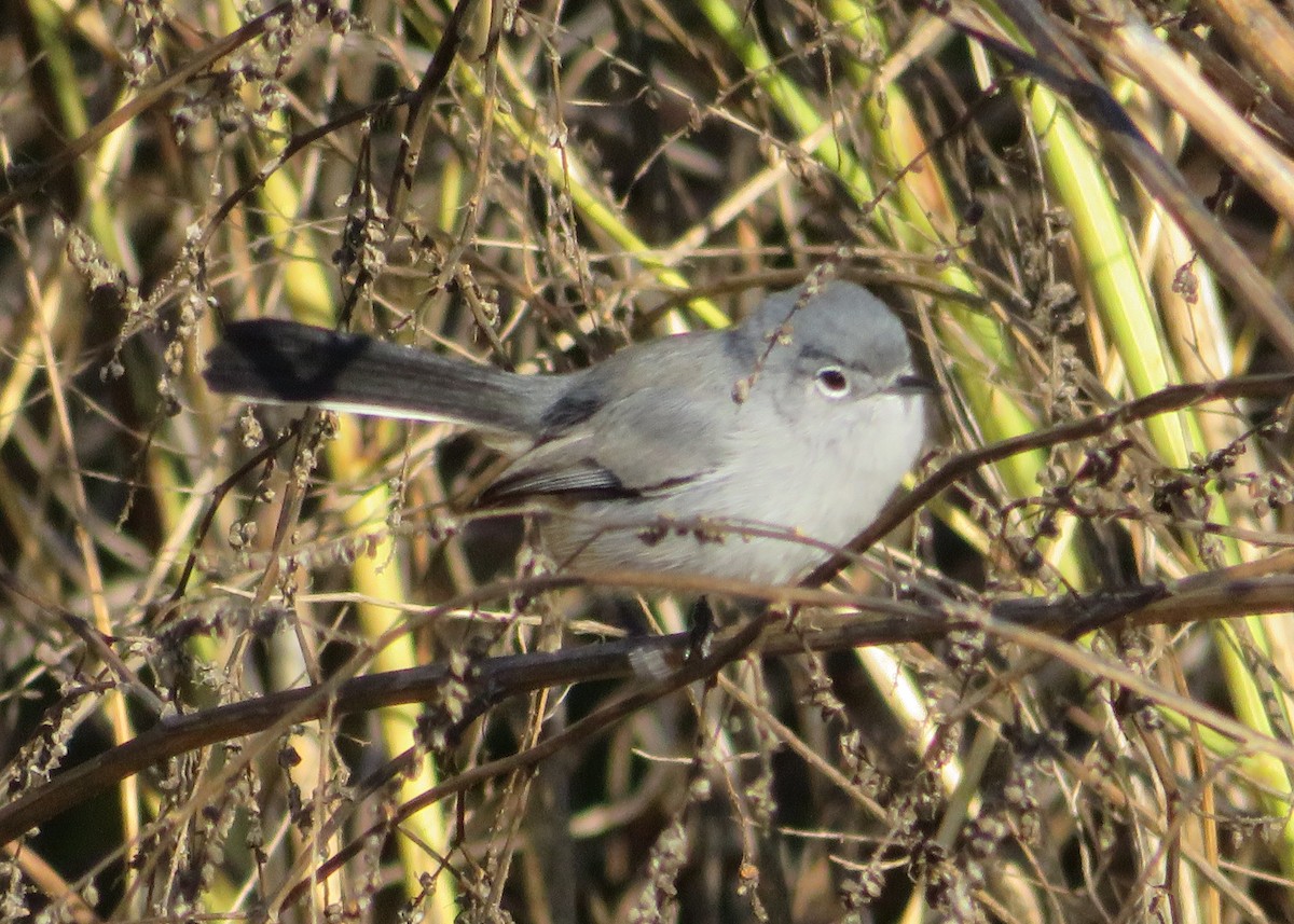 California Gnatcatcher - amy silver