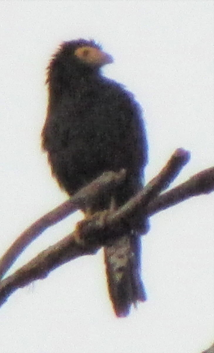 Black Caracara - ML503072241