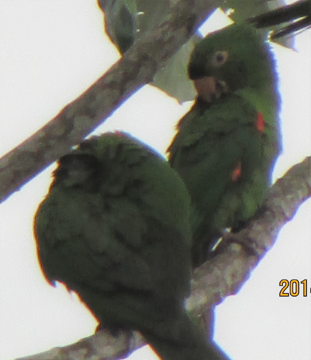 Conure pavouane - ML503072381