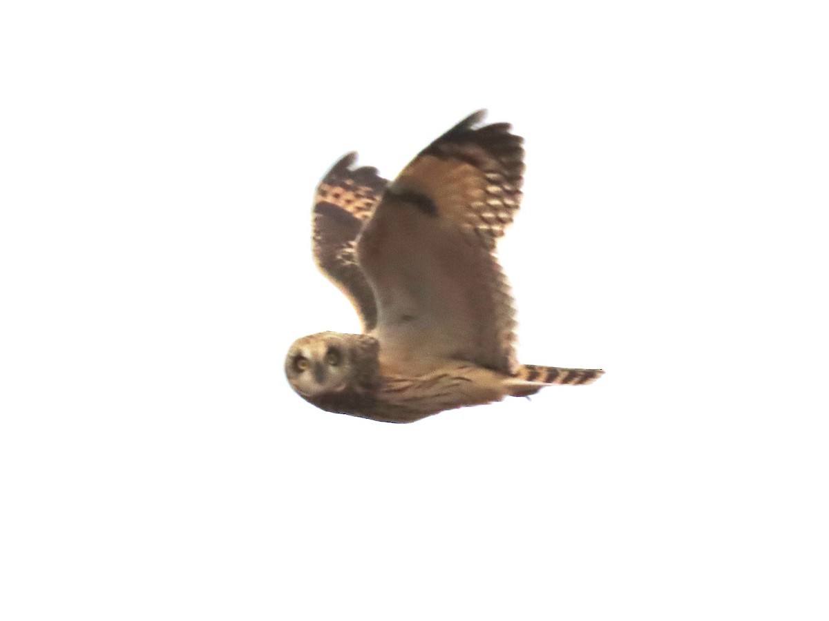 Short-eared Owl - ML503073081