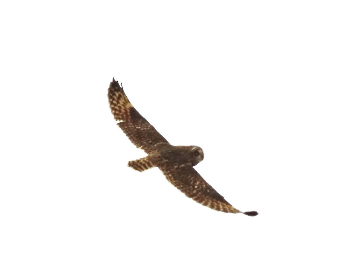 Short-eared Owl - ML503073091