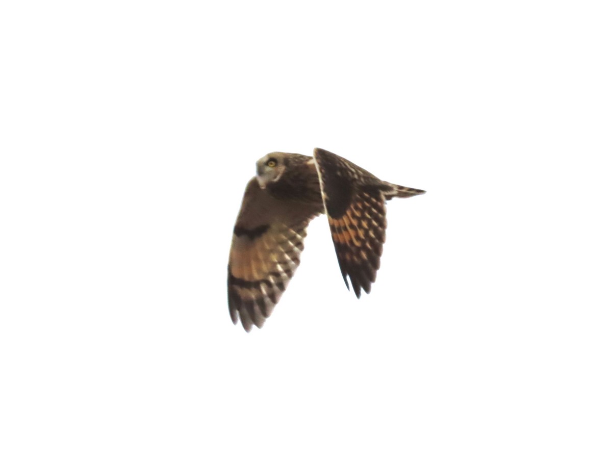 Short-eared Owl - ML503073101