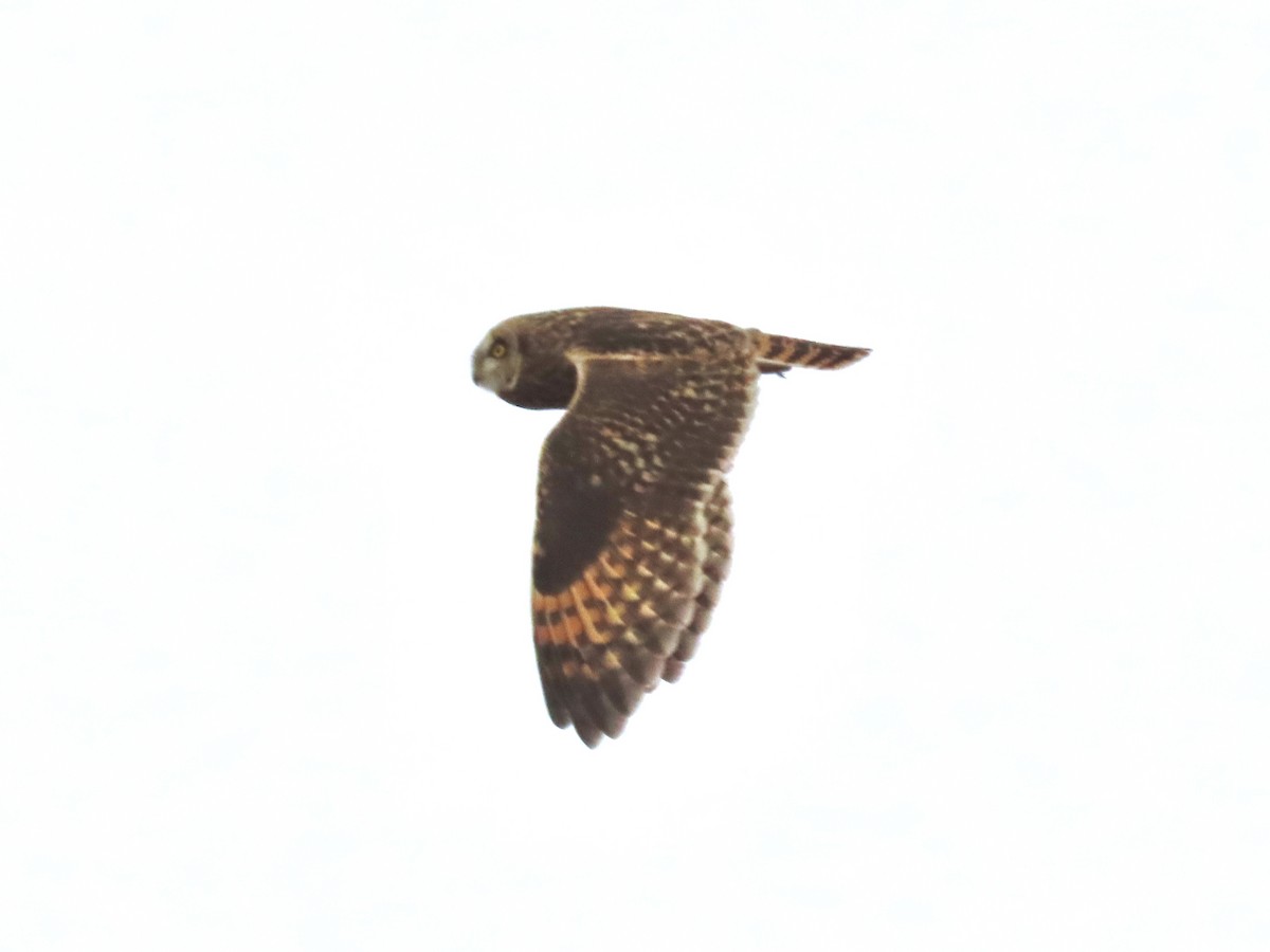 Short-eared Owl - ML503073121