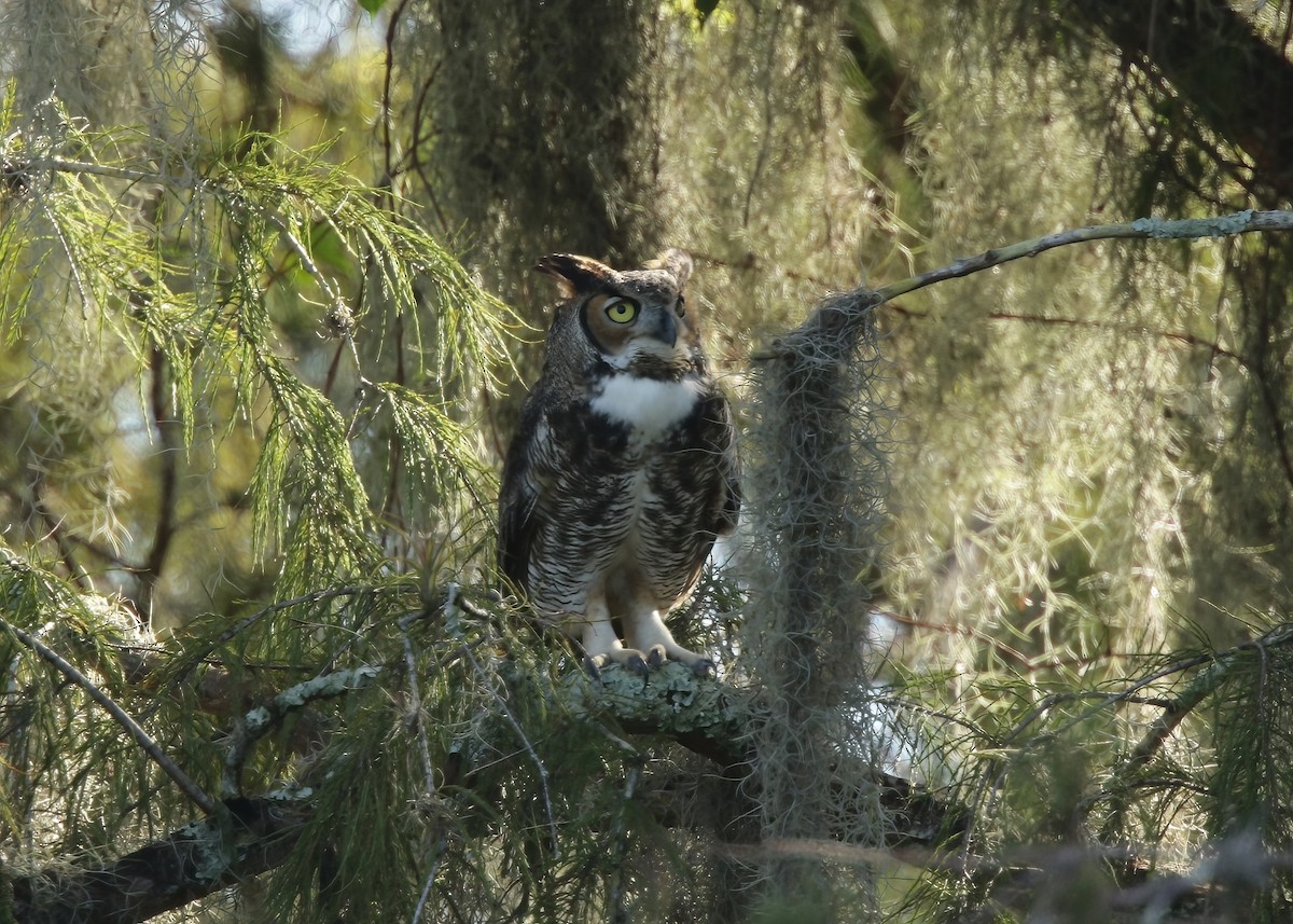 Great Horned Owl - ML503073241