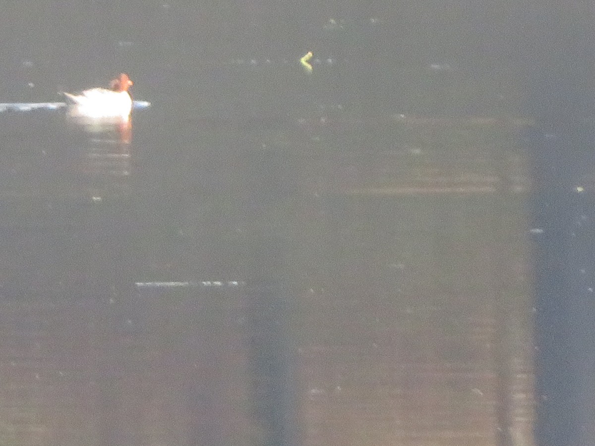 Хумхин бохио - ML503076261