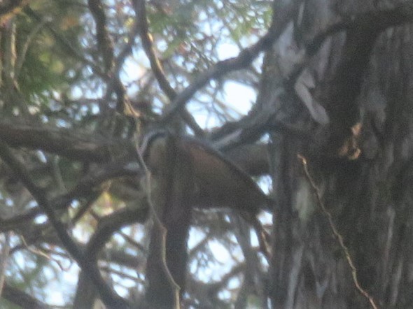 Red-breasted Nuthatch - ML503076351