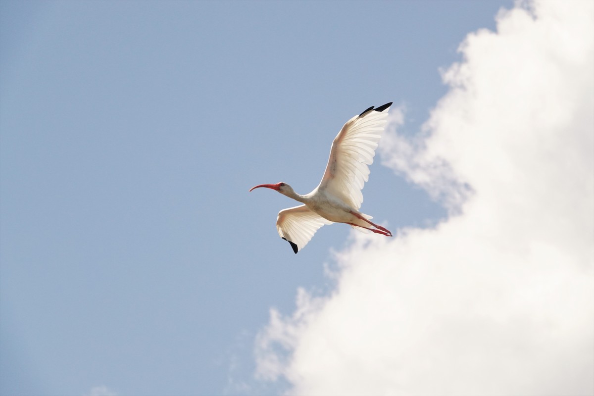 ibis bílý - ML503076601